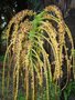 vignette Arenga pinnata - inflorescence