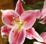 vignette lILIUM 3  - 12 2 2011 NELDE