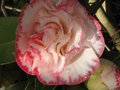 vignette Camellia japonica Margareth Davies Picottee premire fleur au 12 02 11