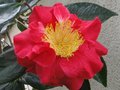 vignette Camellia japonica Grand Prix gros plan au 12 02 11