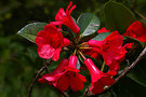vignette Rhododendron viriosum ( lochiae) (Photo: Brian Walters )