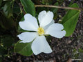 vignette Camlia ' YUSIENENSIS ' camellia espce