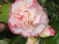 vignette Camellia japonica Margareth davies picottee au 13 02 11