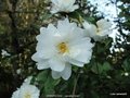 vignette Camlia ' ZHENZHU CHA '   camellia  Grijsii