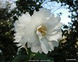 vignette Camlia ' ZHENZHU CHA '   camellia  Grijsii