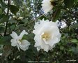 vignette Camlia ' ZHENZHU CHA '   camellia  Grijsii