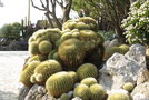 vignette echinocactus grusonii