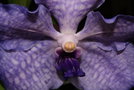 vignette orchide wanda
