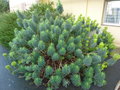 vignette Euphorbia characias subsp. wulfenii
