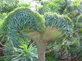 vignette Euphorbia characias subsp. wulfenii  (fasciation)