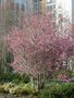 vignette Prunus kurilensis 'Ruby' - Cerisier sur le rond - point de Provence à Brest