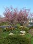 vignette Prunus kurilensis 'Ruby' - Cerisier sur le rond - point de Provence à Brest