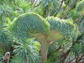 vignette Euphorbia characias subsp. wulfenii  (fasciation)