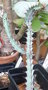 vignette Euphorbia greenwayi 15 02 2011 Nelde