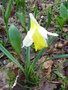 vignette Narcissus pseudonarcissus - Narcisse des bois
