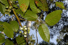 vignette Rubus nebulosus