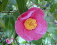 vignette Camlia ' ST EWE ' camellia hybride williamsii