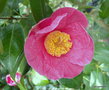 vignette Camlia ' ST EWE ' camellia hybride williamsii