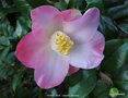 vignette Camlia ' SUNNY SIDE ' camellia japonica