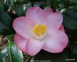 vignette Camlia ' SUNNY SIDE ' camellia japonica