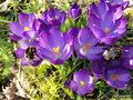 vignette Crocus