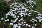 vignette Osteospermum caulescens