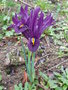 vignette Iris reticulata 'Purple Gem'