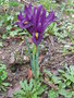 vignette Iris reticulata 'Purple Gem'