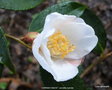 vignette Camlia ' CORNISH SNOW ' camellia hybride