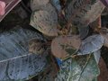 vignette Rhododendron Falconeri aux immenses feuilles presque rondes pleines d'indumentum au 18 02 11
