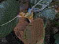 vignette Rhododendron Falconeri vue3 au 18 02 11