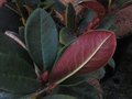 vignette Rhododendron Wallichii au superbe feuillage au 18 02 11