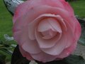 vignette Camellia japonica Desire dans les environs de St Pol de Leon le 15 02 11