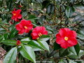 vignette Camlia ' MOSHIO ' camellia japonica