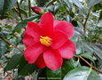 vignette Camlia ' MOSHIO ' camellia japonica