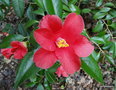 vignette Camlia Semi de Ludo, camellia japonica ?