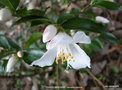 vignette Camlia ' TRANSNOKOENSIS ' camellia espce