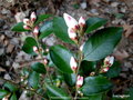 vignette Camlia ' TRANSNOKOENSIS ' camellia espce