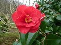 vignette Camellia japonica