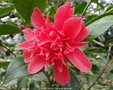 vignette Camlia ' MARK ALAN ' camellia japonica