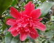 vignette Camlia ' MARK ALAN ' camellia japonica