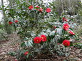 vignette Camlia ' MOSHIO ' camellia japonica