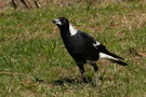 vignette Gymnorhina tibicen (Black-Backed Australian Magpie)
