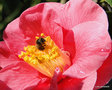 vignette Camlia ' GLOIRE DE NANTES ' camellia japonica