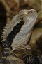 vignette Physignathus lesueurii (Eastern Water Dragon )