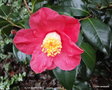 vignette Camlia ' ALAIN BARBETORTE ' camellia  japonica