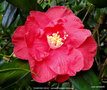 vignette Camlia ' DIAMOND HEAD ' camellia hybride reticulata