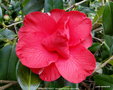 vignette Camlia ' DIAMOND HEAD ' camellia hybride reticulata