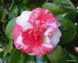 vignette Camlia ' VARIEGATA ' camellia japonica