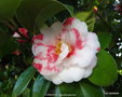 vignette Camlia ' VARIEGATA ' camellia japonica